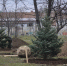 В городском парке города Шахты проводят посадку крупномеров - Bloknot-Shakhty.Ru