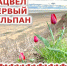 Шахты.SU. Шахтинские известия. - Shakhty.Su