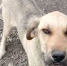 Собаку в критическом состоянии удалось спасти волонтерам из Шахт - DonDay-Shakhty.Ru